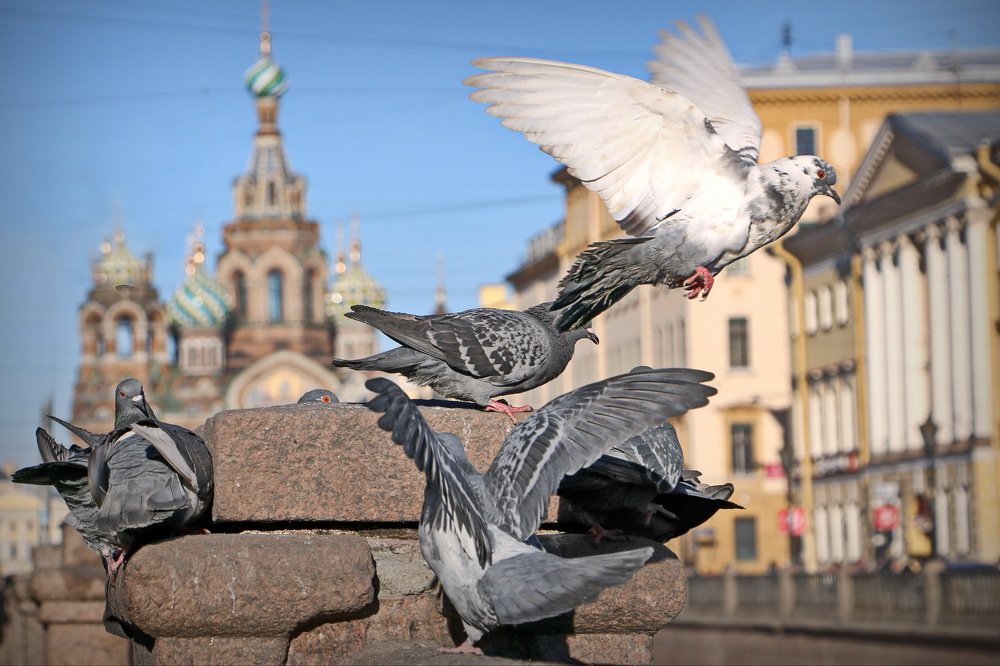 Хозяева города.