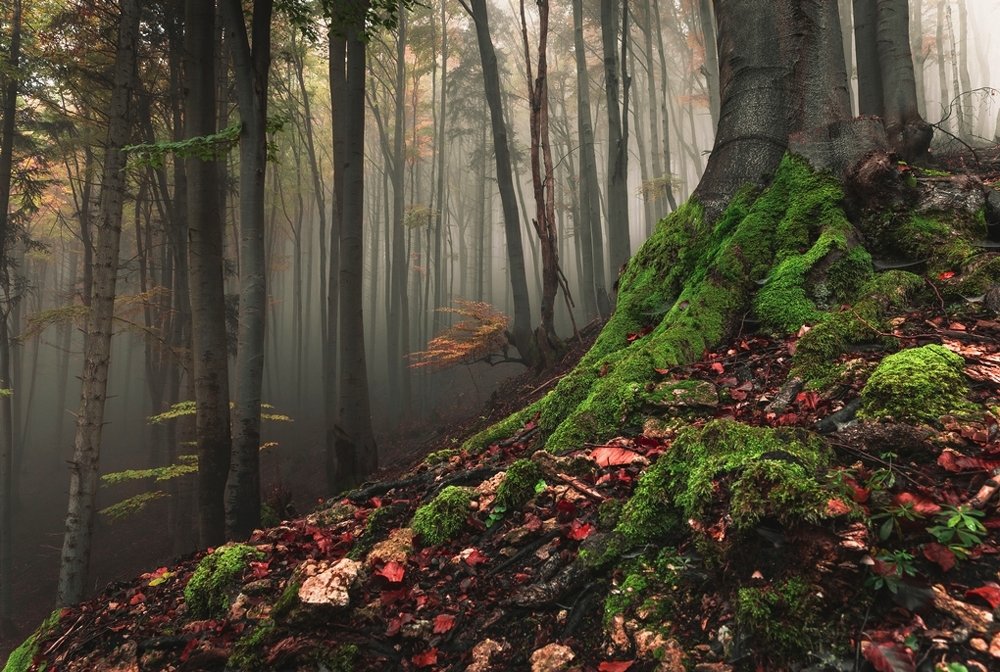 In the autumn forest
