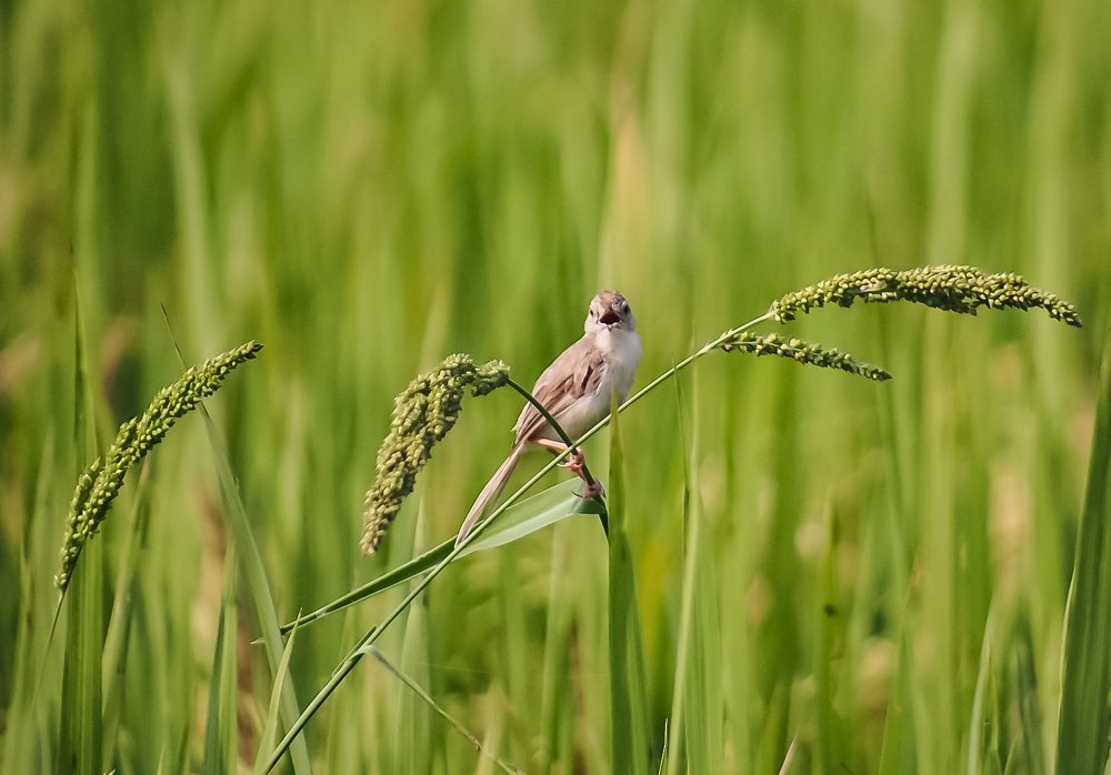 Photograph by DHIRAJ GOSWAMI