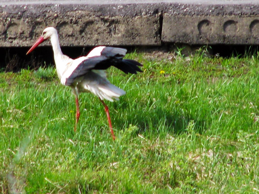Stork