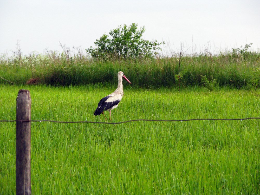 Stork