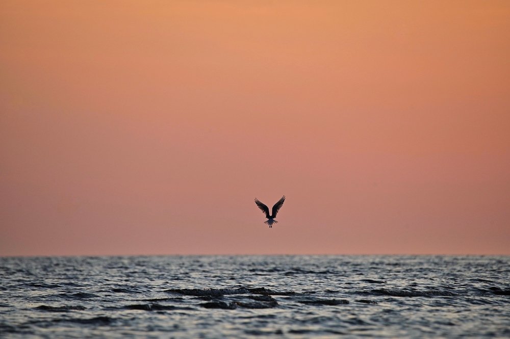 Нас утро встречает..мм.птичкой?