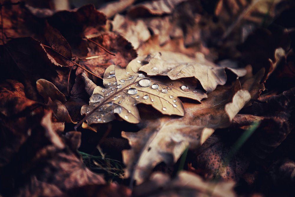Photograph by Ирина Шумкова