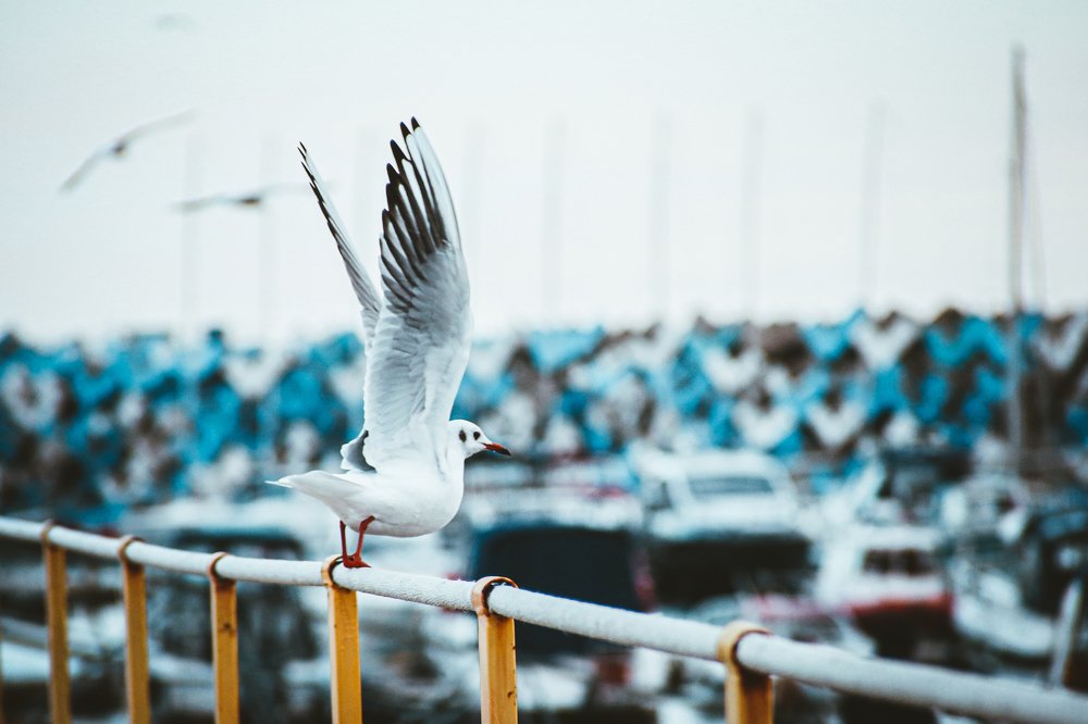 Photograph by Антон Журавлев