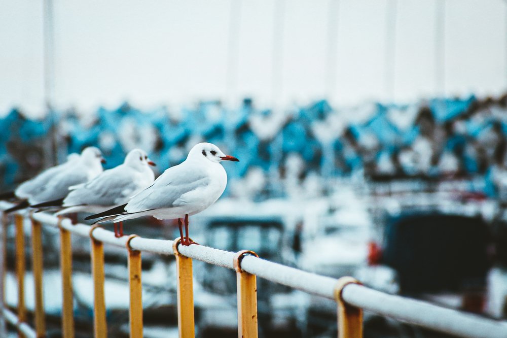 Photograph by Антон Журавлев