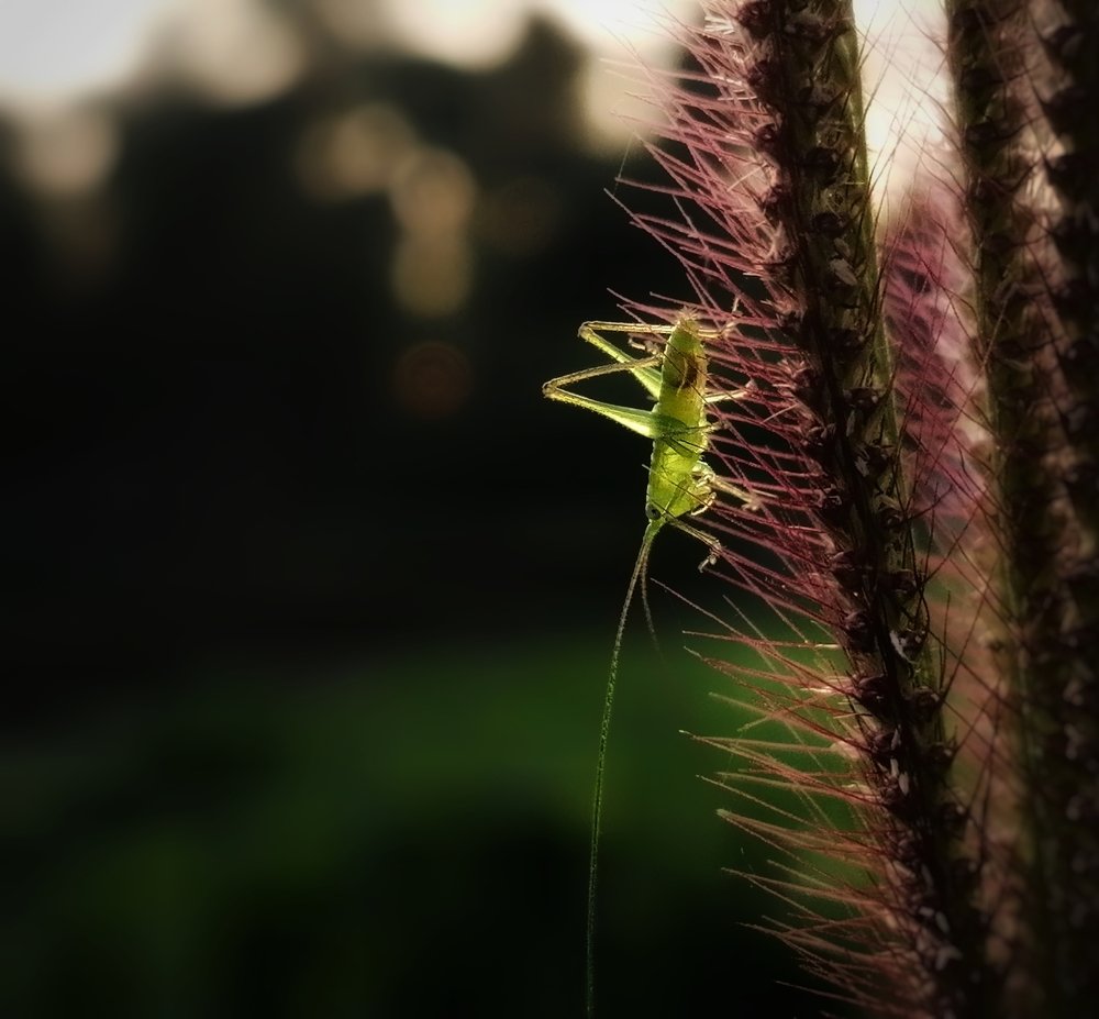 Morning Beauty with a baby Grasshopper.