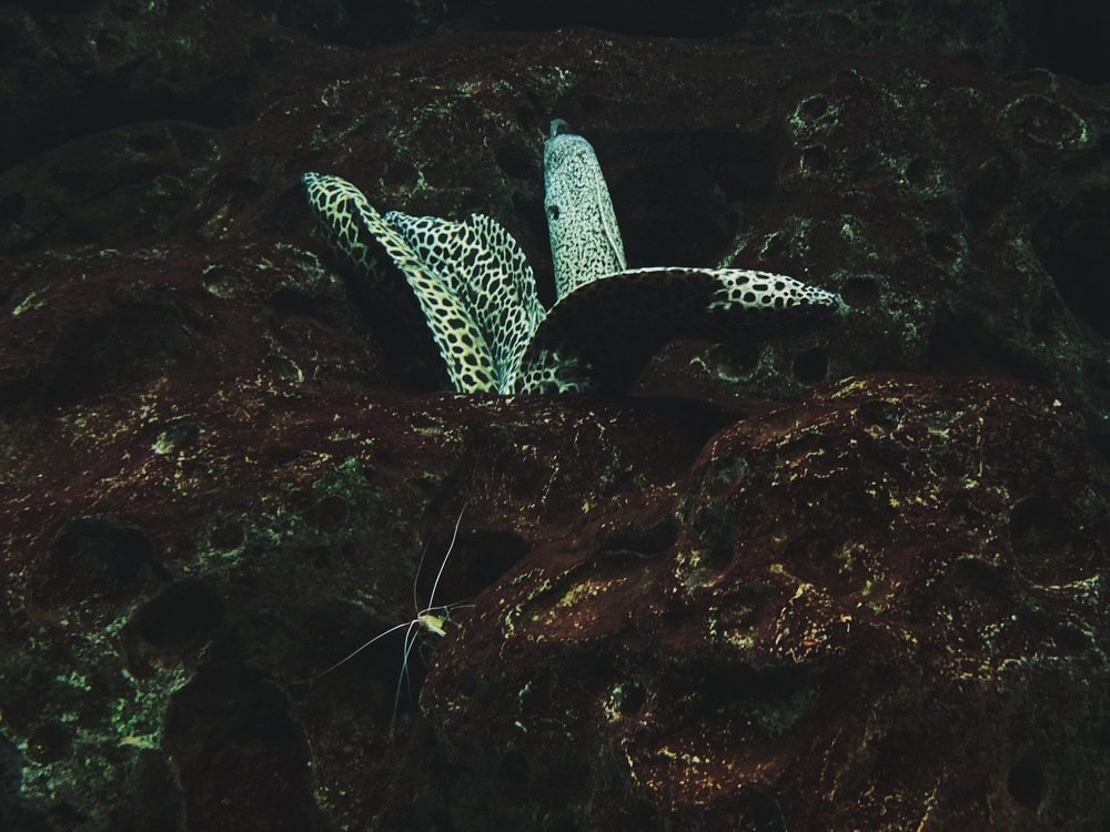 Photograph by Ольга Петухова