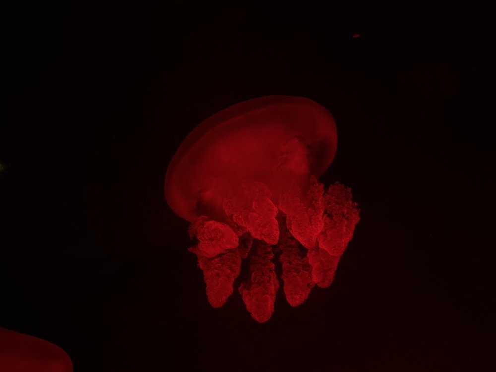 Photograph by Ольга Петухова