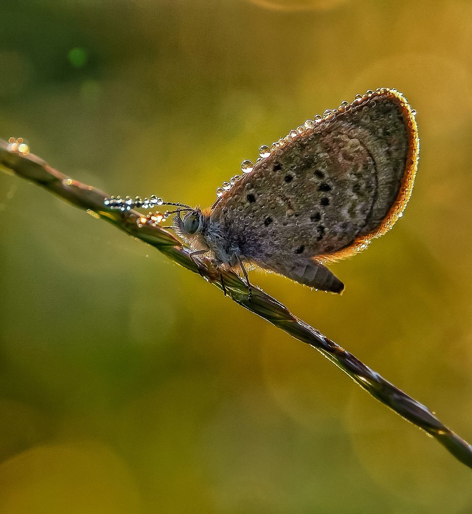 Фотография автора UDAY SHANKAR RAKSHIT