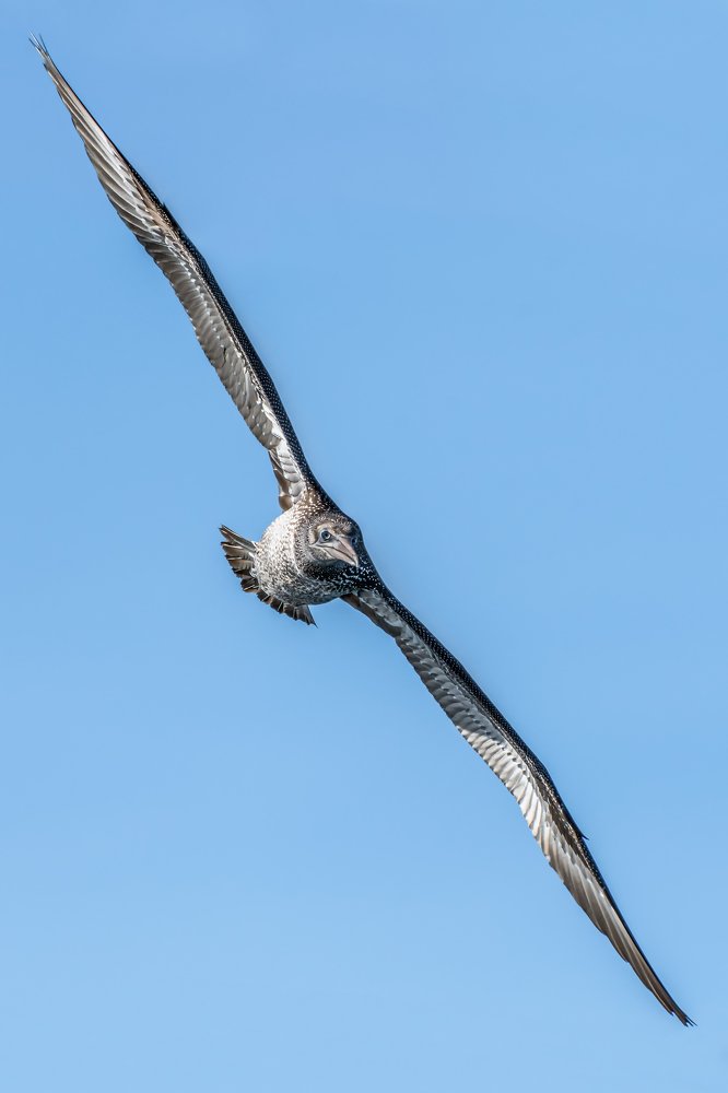 Photograph by Massimo Tamajo