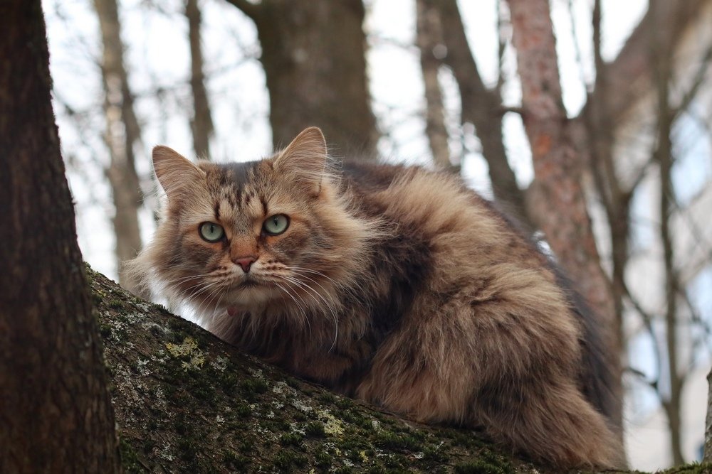 Мудрый кот.