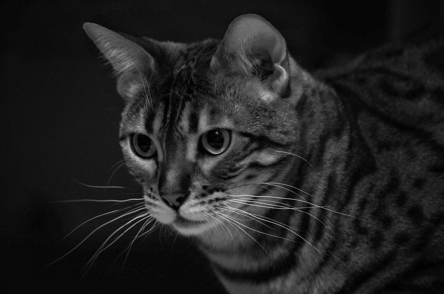 Photo #5124129