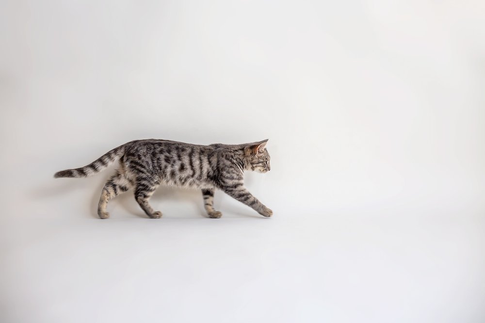 Photograph by Zdenka Janaskova