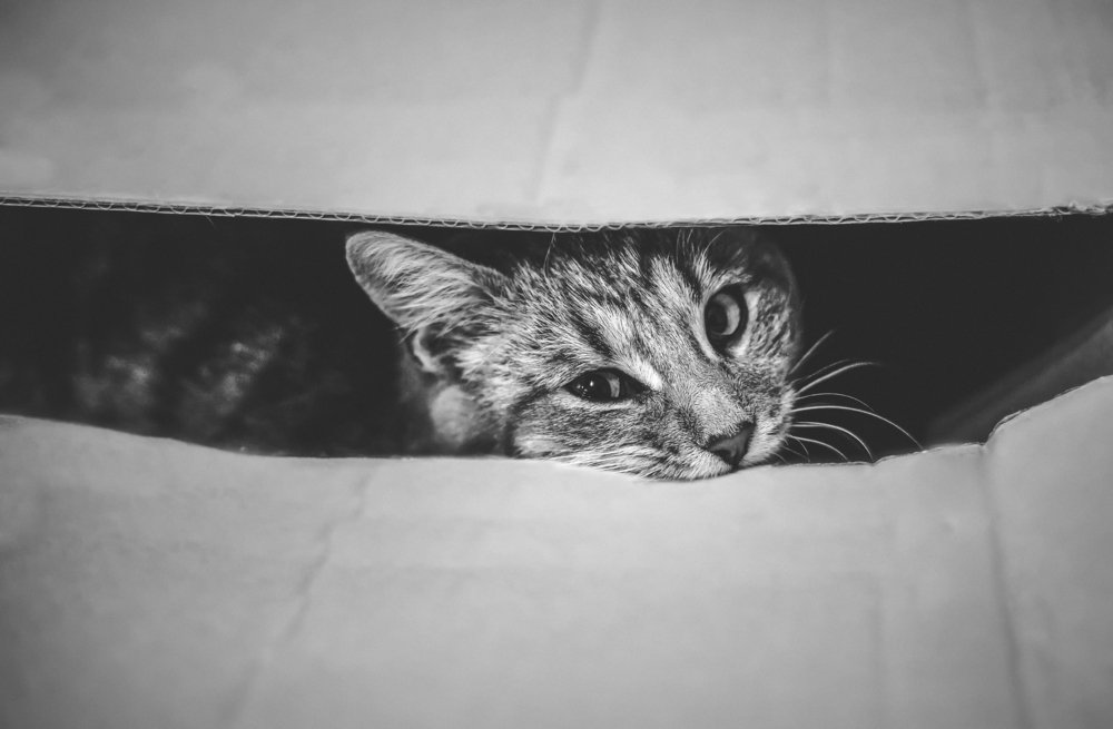 Photograph by Zdenka Janaskova