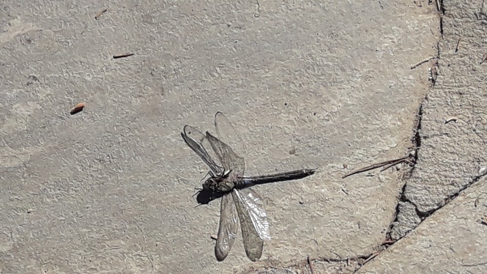 Photograph by Sedef Onum