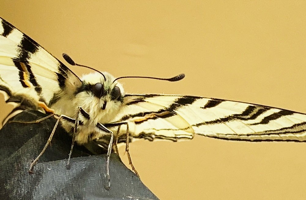 Photograph by Ольга Петухова