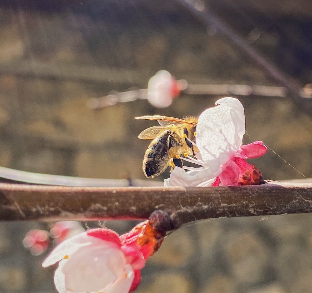 Photograph by Ольга Петухова