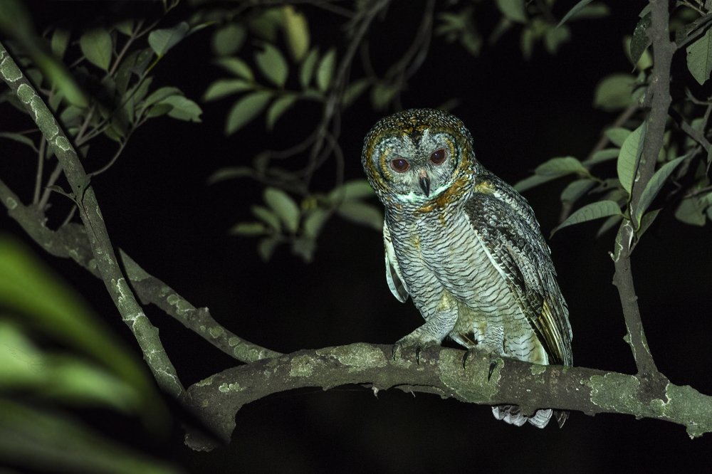 Motted Owl - The Hunter of Night