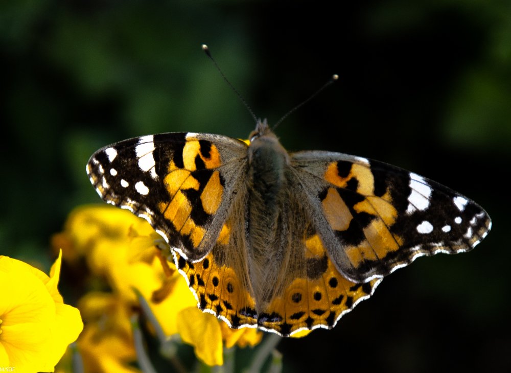 Photograph by Mahnaz Seif