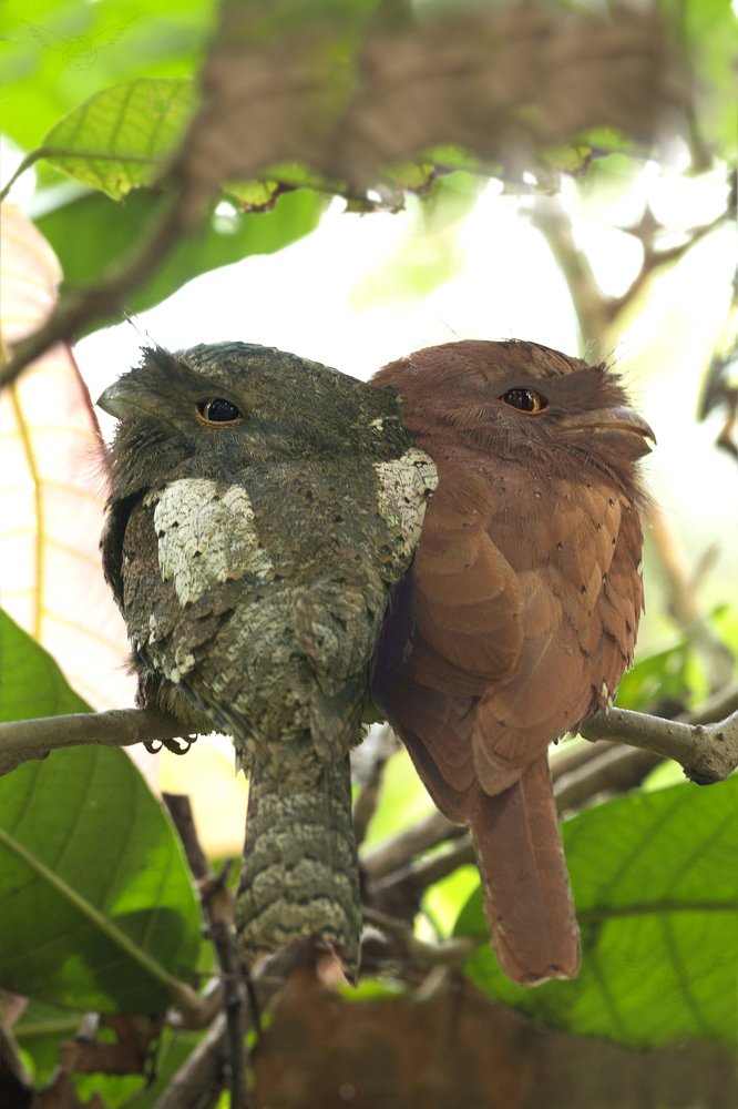 Photograph by Sanjoy Adak