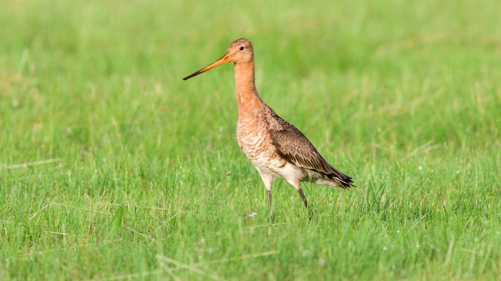 Веретенник.