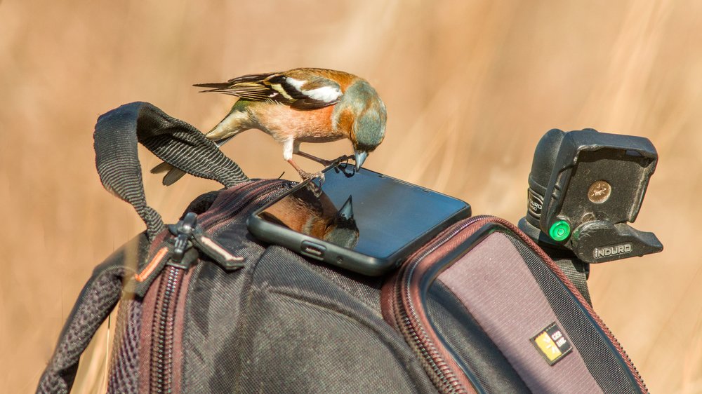 Выходи, подлый трус!