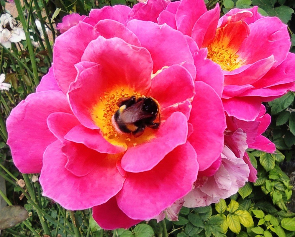 Photograph by Oleksandr Ivanyuk