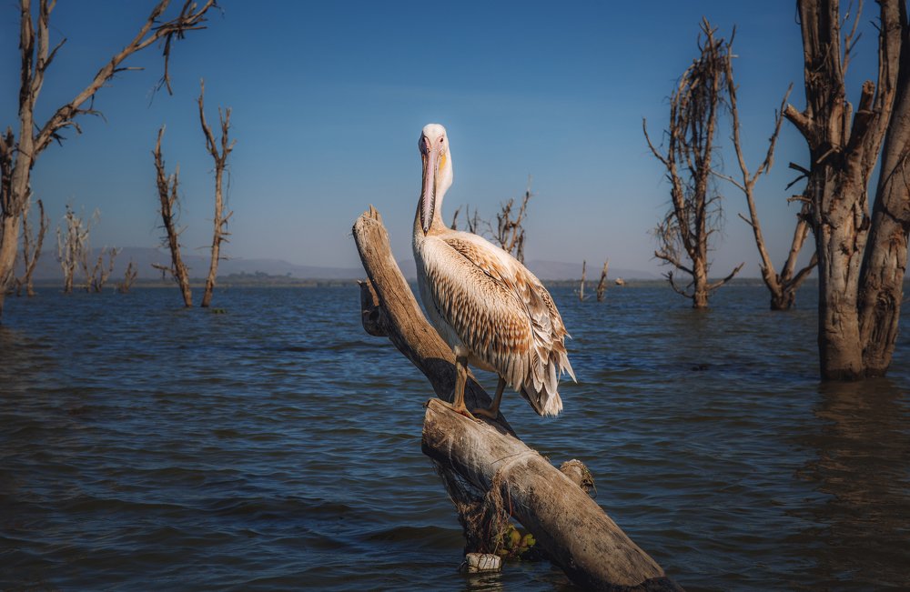 Photograph by Iris Lara