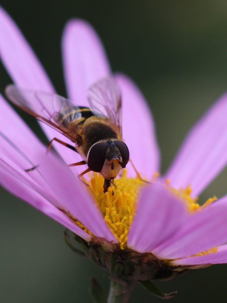 Photograph by Светлана Богомолова