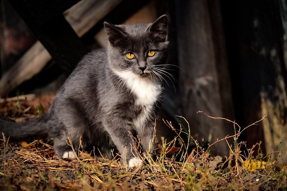 Photograph by Виталий Головащенко