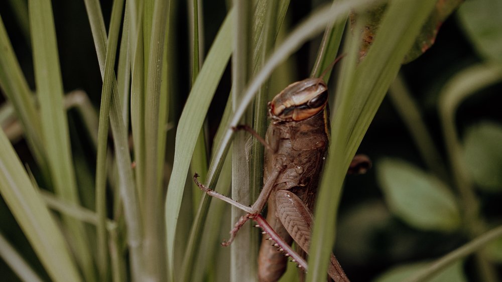 Фотография автора savitri Rawat