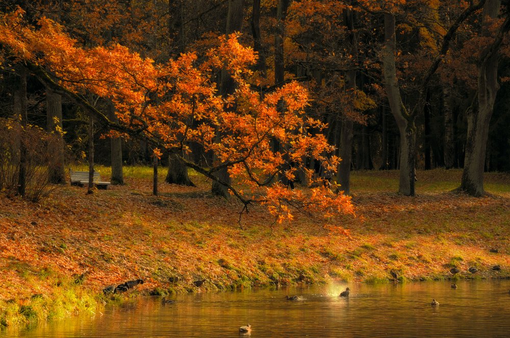 Безмятежная осень