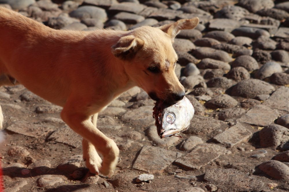 Фотография автора Elton Monteiro