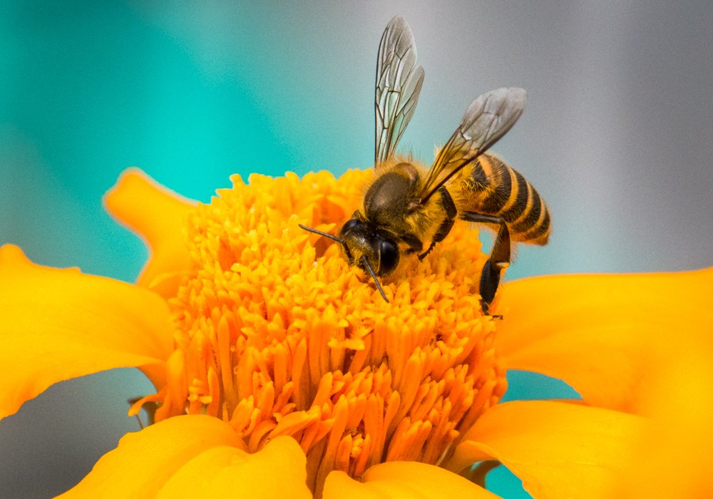 Photograph by Pramathesh Saha
