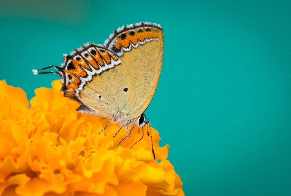 Photograph by Pramathesh Saha