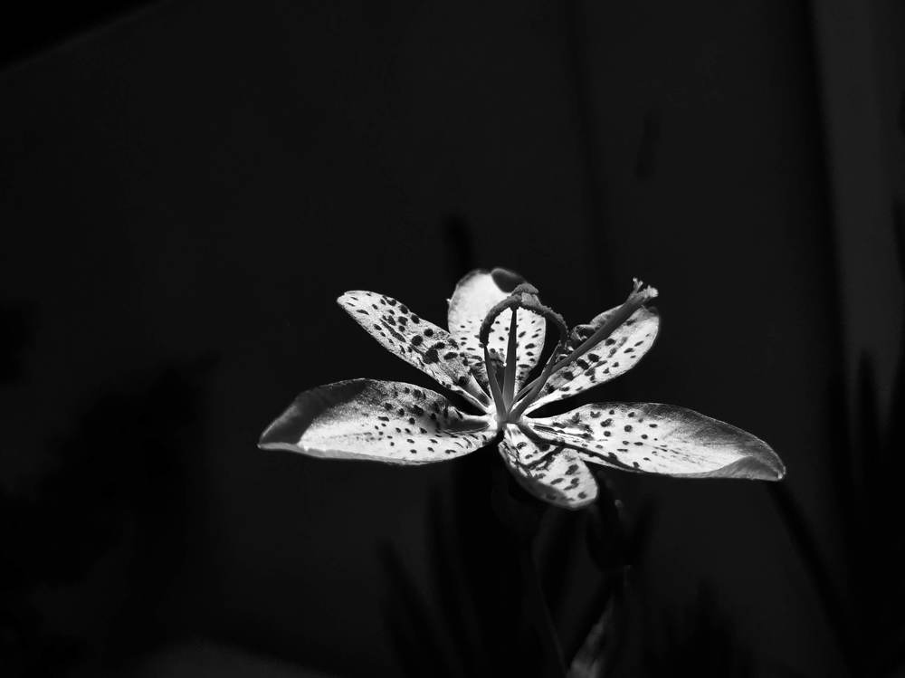 Photograph by Elishaya Muntean