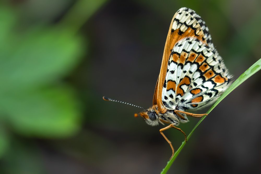 Оранжевая красавица