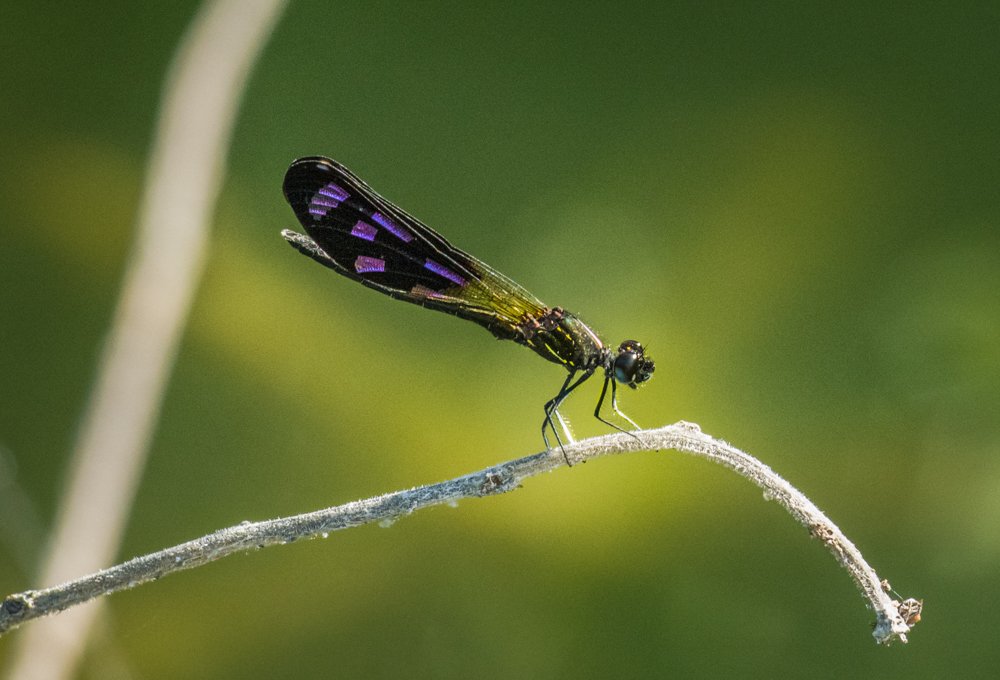 Photograph by Pramathesh Saha