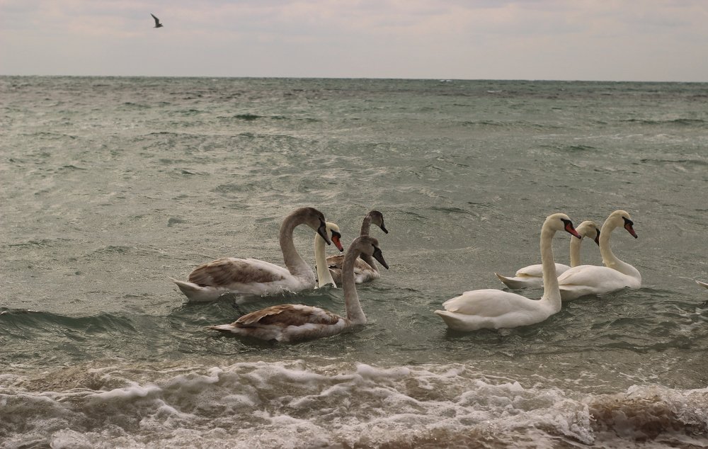 Photograph by Smirnova Anna