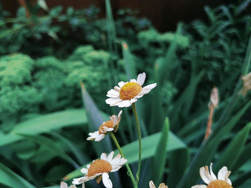 Photograph by Elishaya Muntean