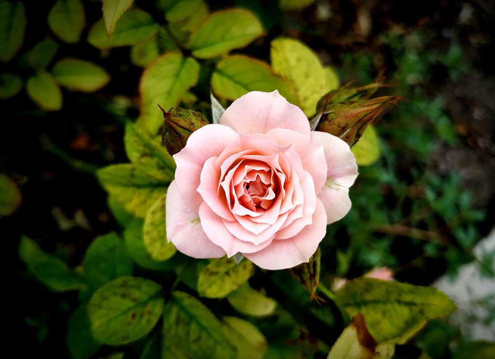 Photograph by Elishaya Muntean