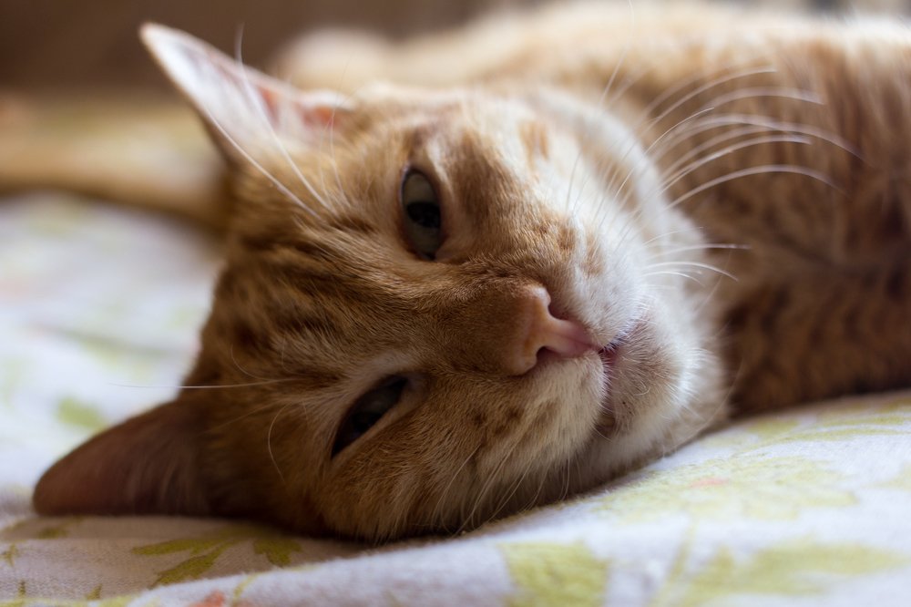 Photograph by Александр Фирстов