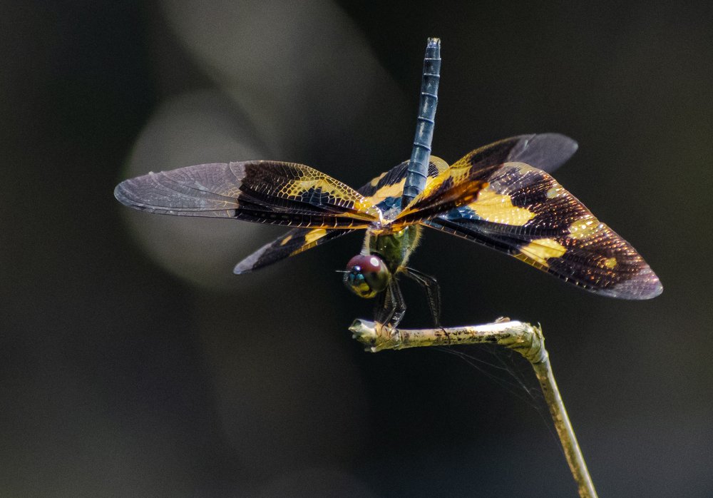 Photograph by Vivek Gogoi