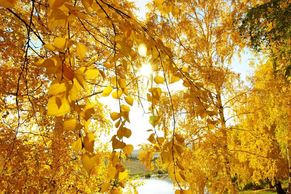 Золото осени.