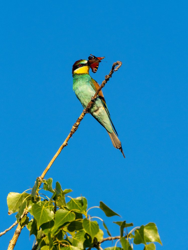 Photograph by Jaroslav Hora