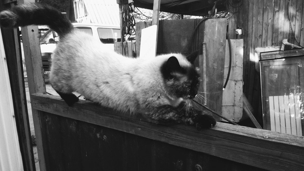 Photograph by Ирина Корнева