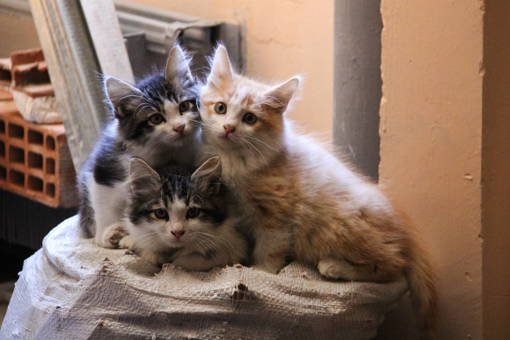 Photograph by Александр Фирстов