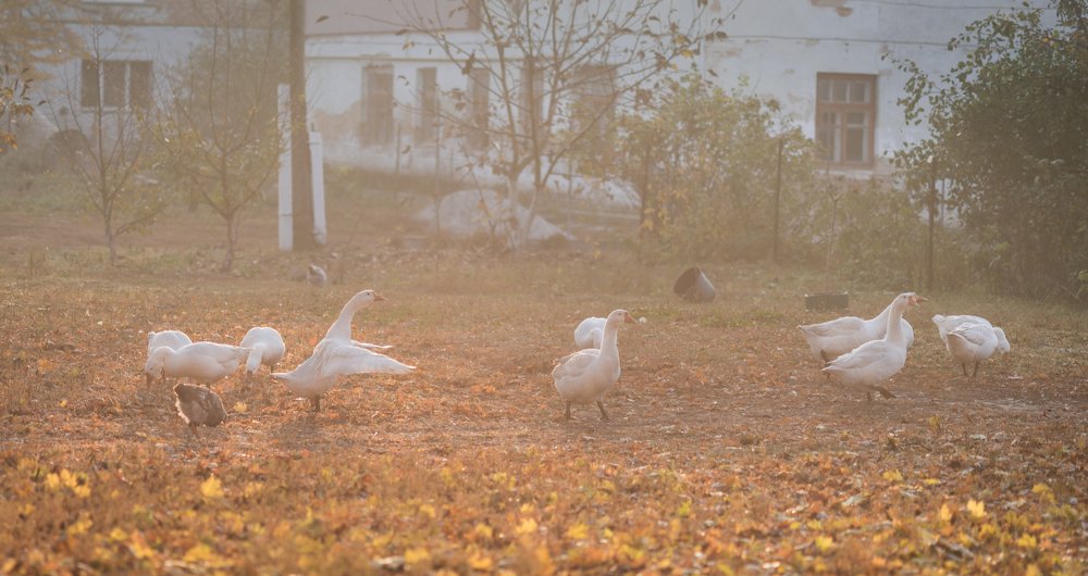Photograph by Галина Нечипорук