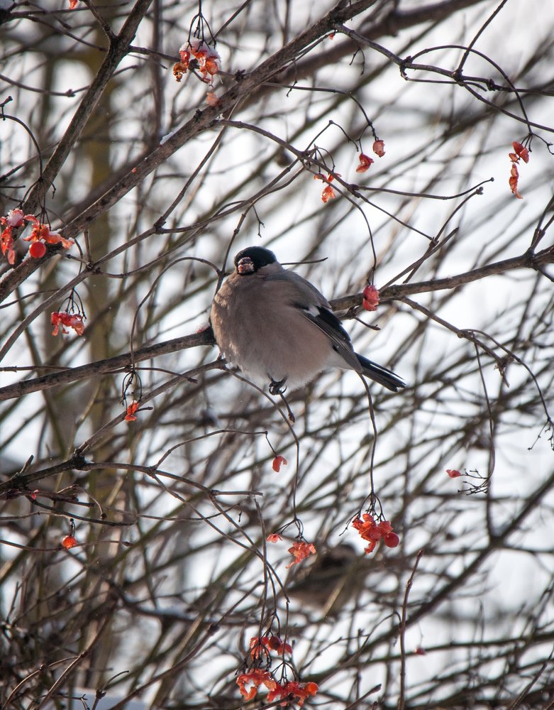 Photograph by Галина Нечипорук