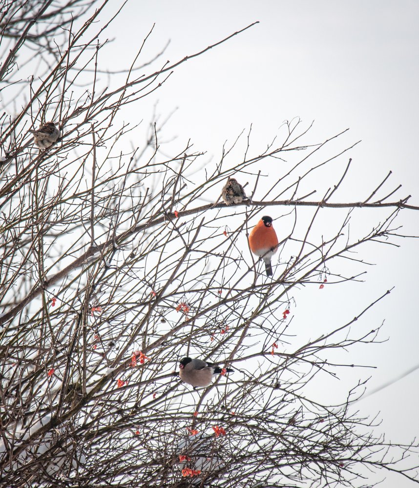 Photograph by Галина Нечипорук